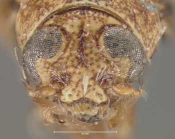 Media type: image; Entomology 8760   Aspect: head frontal view